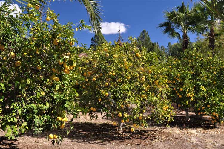 citrus grove
